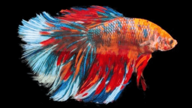 Beautiful:5cclph6upns= Betta Fish