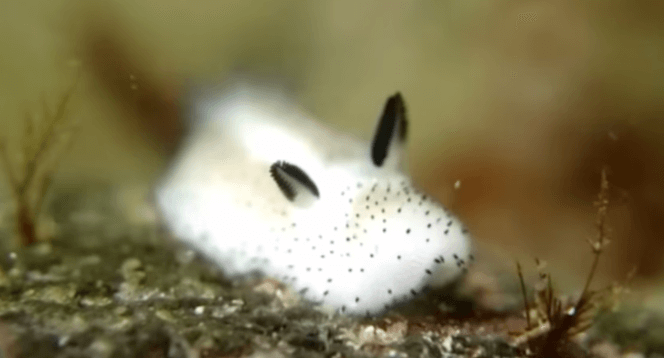 Cute:6jwwx8mbgl0= Sea Bunny