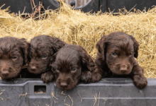 Baby:-3wm8afguxw= Boykin Spaniel