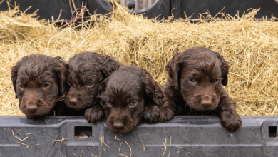 Baby:-3wm8afguxw= Boykin Spaniel