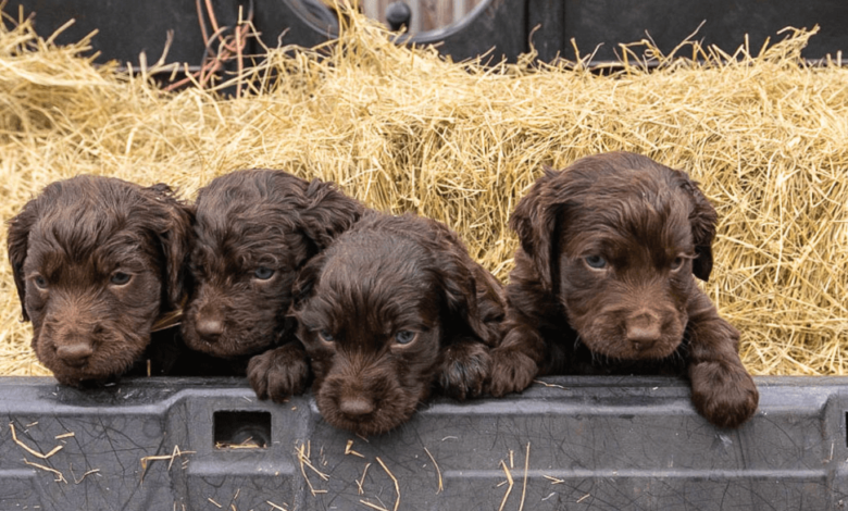 Baby:-3wm8afguxw= Boykin Spaniel