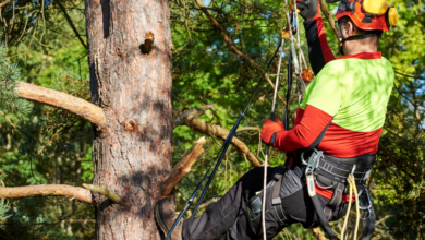 Why Certified Arborists Are Essential for Identifying Invisible Tree Issues