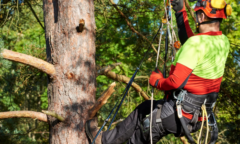 Why Certified Arborists Are Essential for Identifying Invisible Tree Issues