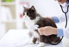 Natural Remedies to Support Cat Health