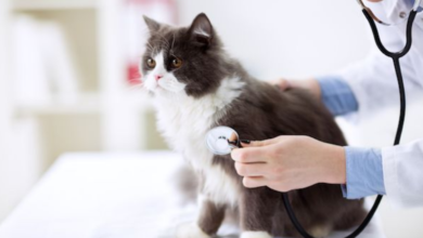 Natural Remedies to Support Cat Health
