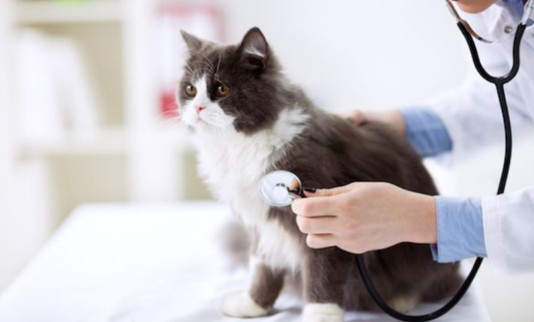 Natural Remedies to Support Cat Health
