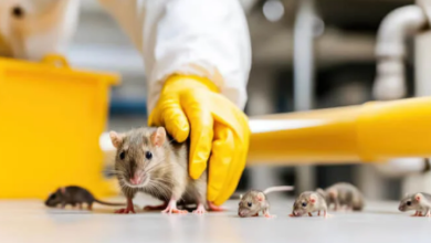 Mice Control Coquitlam Effective Strategies for Home and Business Protection