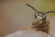 Wasp Nests in Chelmsford