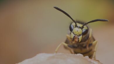 Wasp Nests in Chelmsford