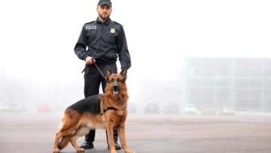 Why Emotional Intelligence Is a Critical Skill in Every K9 Handler Course