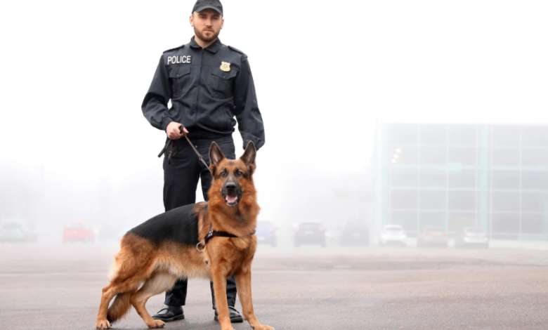Why Emotional Intelligence Is a Critical Skill in Every K9 Handler Course