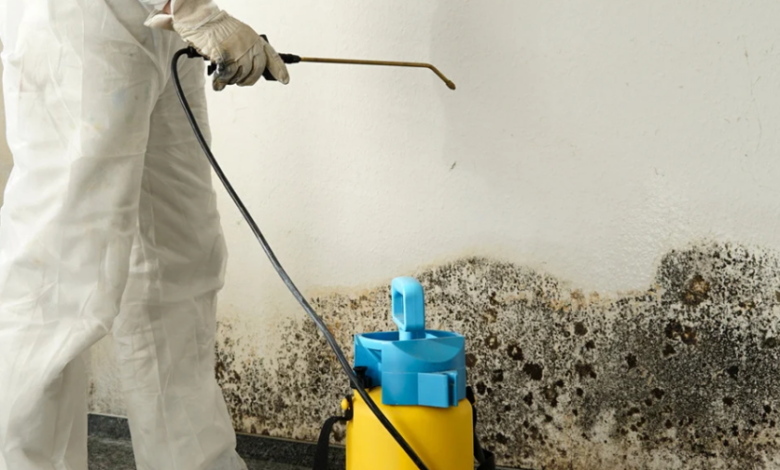 The Safety Benefits of Professional Mold Remediation vs. DIY Solutions