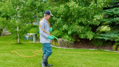 Expert Tips for a Healthy and Beautiful Lawn