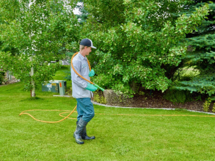 Expert Tips for a Healthy and Beautiful Lawn